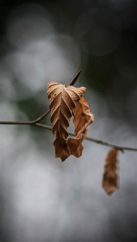 Hd Wallpaper Closeup Photography Of Dried Leaf Selective Focus Dry