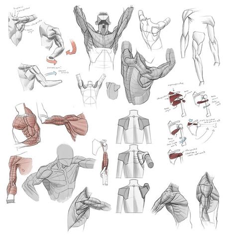 Male Torsos And Arms Arm Anatomy Anatomy Sketches Anatomy Art
