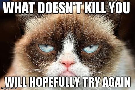 21 Grumpy Cat Memes You Can Relate To Every Monday Of Your Life Buzz