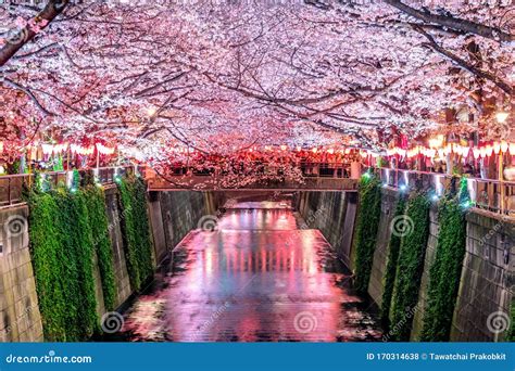 Cherry Blossom Rows Along The Meguro River In Tokyo Japan Stock Photo