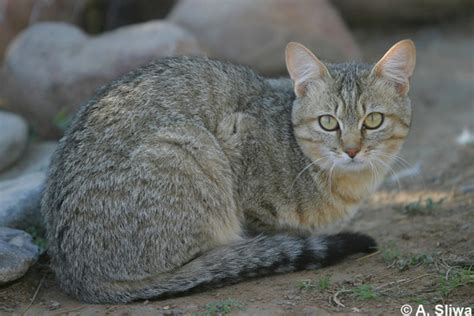 Catsg African Wildcat