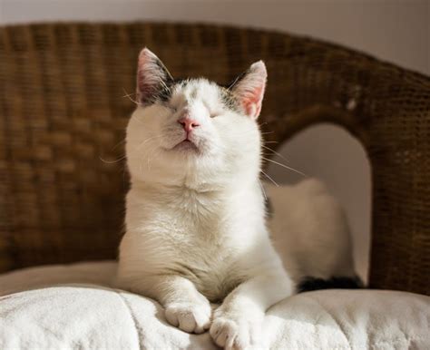 hvordan ta vare på en blind katt tech blog