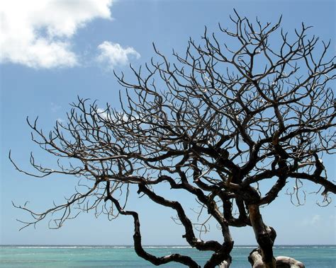 Mauritius Naked Tree Kexi Flickr