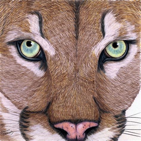 Cougar Eyes Drawing By Shannon Clements
