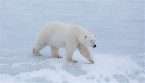 Seaworld Funds Polar Bear Study Polar Bears International