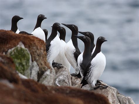 Probable Arctic Guillemot Ssp Hyperborea