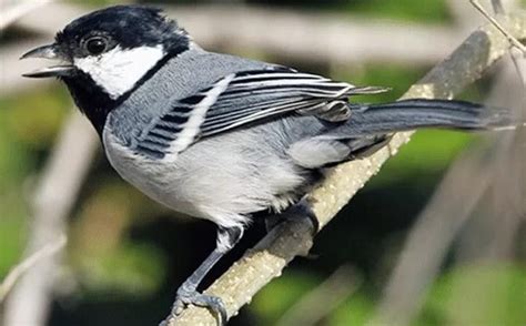 Download bunyi burung sikatan mp3 untuk pikat dan masteran · download bunyi ayam hutan mp3 untuk. Download Suara Burung Dudut Betina / Daftar Harga Burung ...