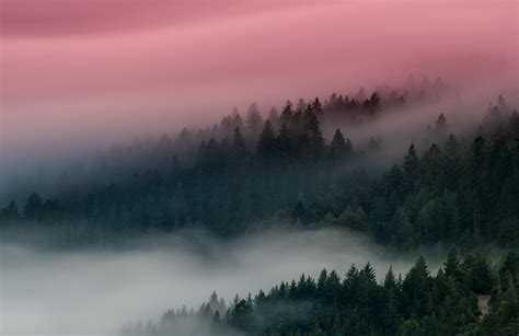 Nature Mountain Forest Fog Tree Landscape Hd Wallpape