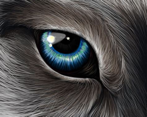 Wolf Eyes Favourites By Graywolf622 On Deviantart Wolf Eyes Wolf Eye