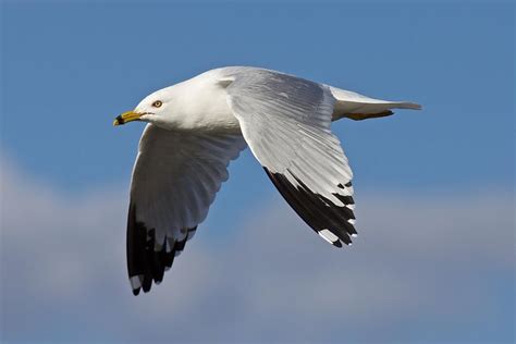 Ring Billed Gull Flying 5 Photograph By Douglas Lanska Pixels