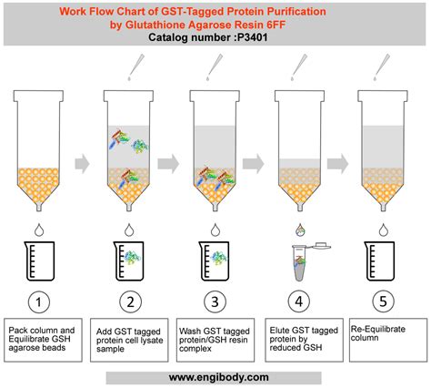 Glutathione Agarose Resin Ff For Gst Tagged Protein Purification
