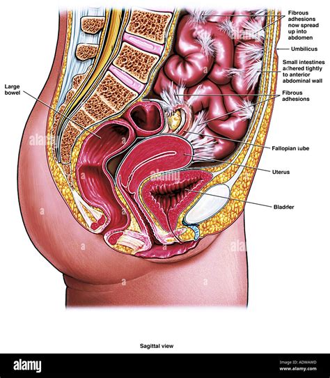 Human Abdomen Anatomy Female Female Colon With Abdominal Organs