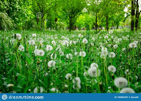 Floral Landscape Meadow Of Dandelions In The Park Stock Image Image