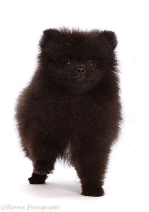 Dog Black Pomeranian Puppy 10 Weeks Old Photo Wp48487