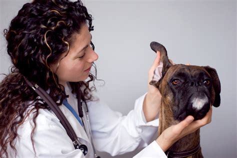 Histiocytoma In Dogs Symptoms Causes And Treatments Dogtime