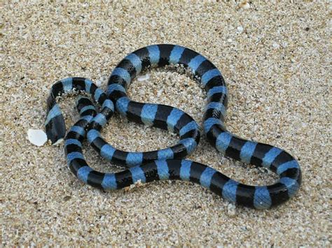 Sea Snake Animal Facts Hydrophiinae A Z Animals