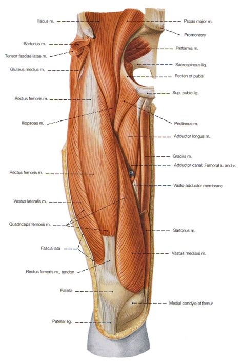 Microscopic anatomy of skeletal muscle. Muscles of the thigh - anterior | Hip muscles anatomy, Anatomy