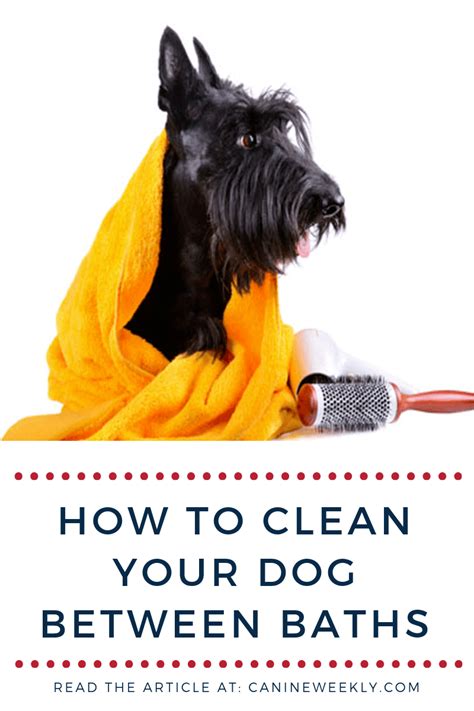 Turn off the burner when the vinegar begins to steam lightly. How To Clean Your Dog Between Baths | Dog cleaning, Smelly ...