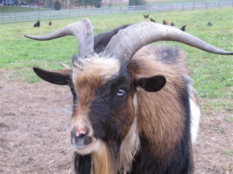 Dont Get Bit — The Nigerian Dwarf Goat Is A Miniature Goat Breed