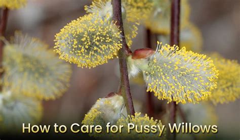 How To Care For Pussy Willow Trees Simplest Guide Embracegardening My