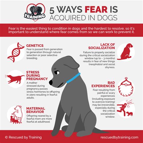 Fear In Dogs Infographic Rescued By Training