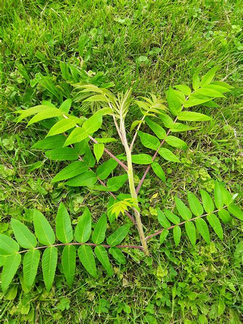 Staghorn Or Poison Sumac Rwhatsthisplant