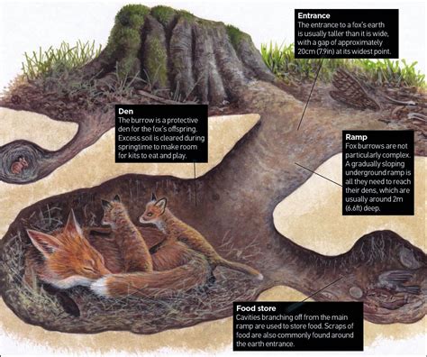 「fox Den Underground」の画像検索結果 Animals Of The World Fox Facts Science