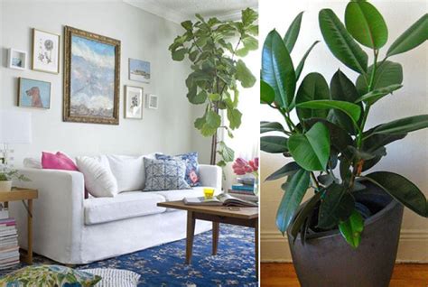5 Favorite Houseplants For Your Nyc Home Myhome