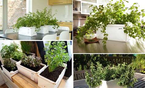 Modern Systems To Help Your Herb Garden Thrive In Small Spaces