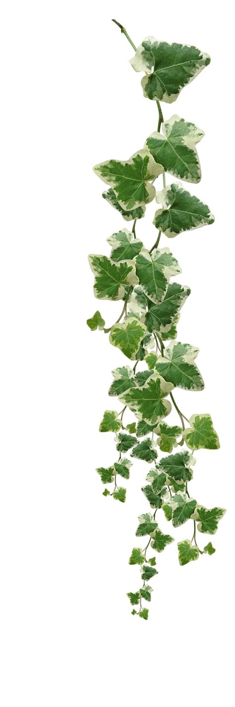 Vines Plants Pictures Png Transparent Background Free Download 44922