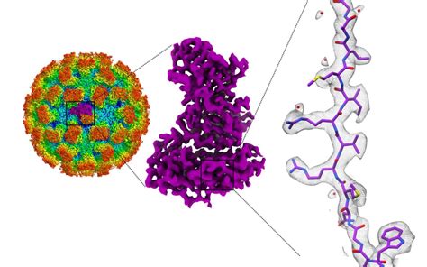 Norovirus is the name given to a virus now known to be one of the main causes of gastroenteritis food poisoning. Norovirus structures could help develop treatments for ...