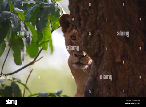 African Lion Resting In Tree Lake Manyara National Park Panthera Leo