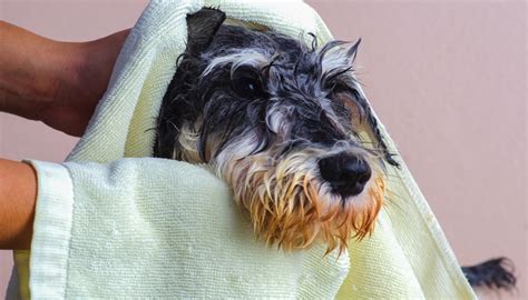 How To Dry A Dog After Bathing Video Most Safe And Effective Way