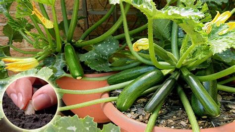 How To Growing And Harvesting Zucchini From Seeds In Pots Di 2021