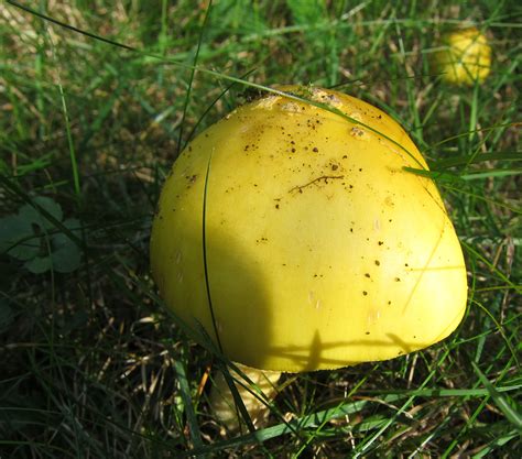Big Yellow Mushroom All Mushroom Info