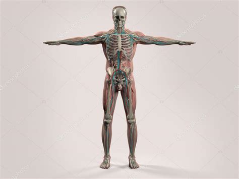 Human Anatomy Front View Human Anatomy With Front View Of Full Body