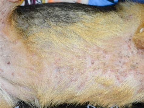 Pyoderma In Dogs Secondary