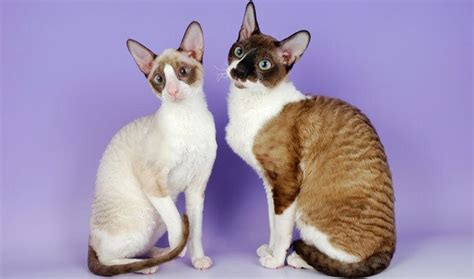 Devon Rex And Cornish Rex All About The Breeds