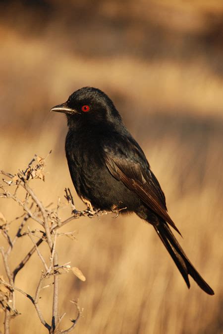 Drongo Mimics Alarm Calls To Steal Food Africa Geographic