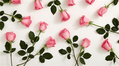 Pink Roses Hd Wallpapers On Wallpaperdog