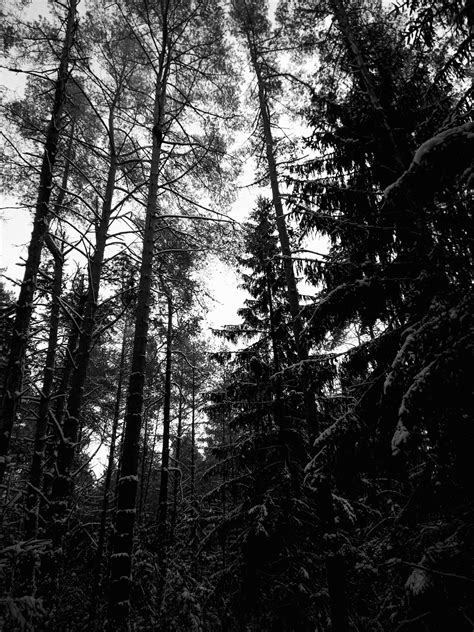 Dark Snow Forest Trees In Lights Wallpapers Most Popular Dark Snow