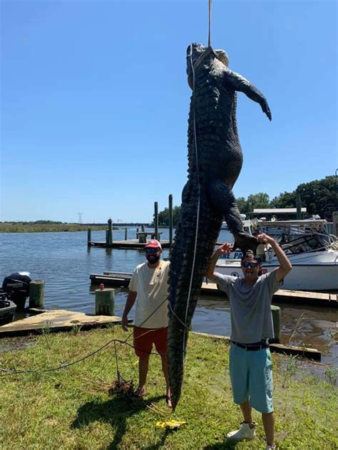 Mississippi Duo Harvests Massive Near Record Alligator Outdoor