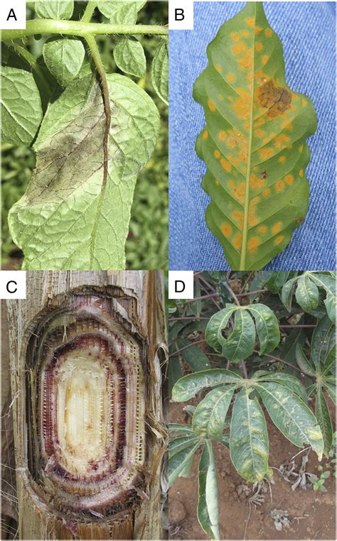 The Persistent Threat Of Emerging Plant Disease Pandemics To Global