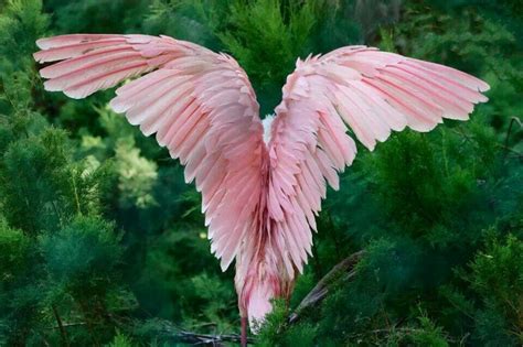 Pink Flamingo Angel Wings Beautiful Birds Birds My Xxx Hot Girl