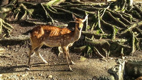 Sika Deer Stock Photo Image Of Japan Spots Wild Wildlife 38170652