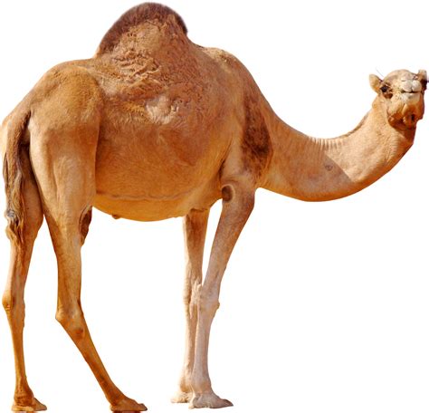 Camel Png Transparent Image Download Size 1200x1155px