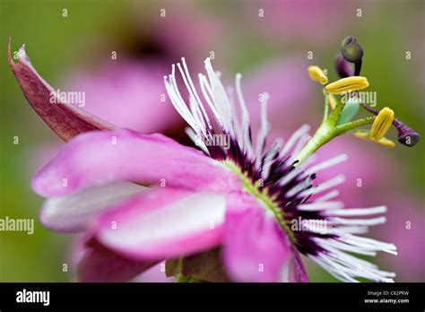 Passion Flower Victoria Passiflora Victoria Stock Photo Alamy