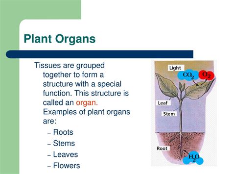 Ppt Plant Tissues And Organs Powerpoint Presentation Free Download