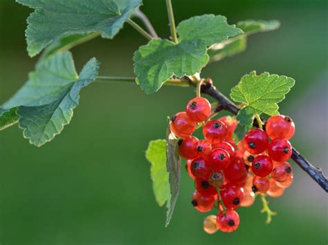 Care Of Currant Bushes Tips For Growing Currants In The Garden