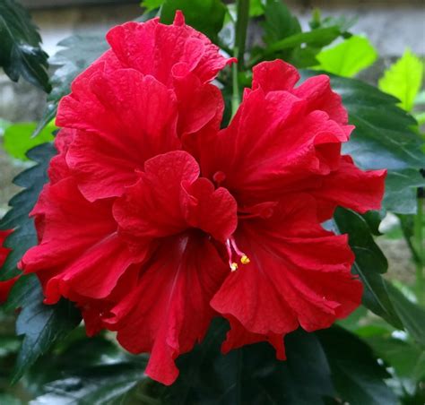 Red Hibiscus Flowers Pictures Varieties And Uses Hubpages